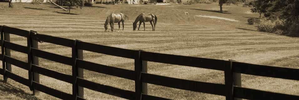 A barn here at Taking the Lead.